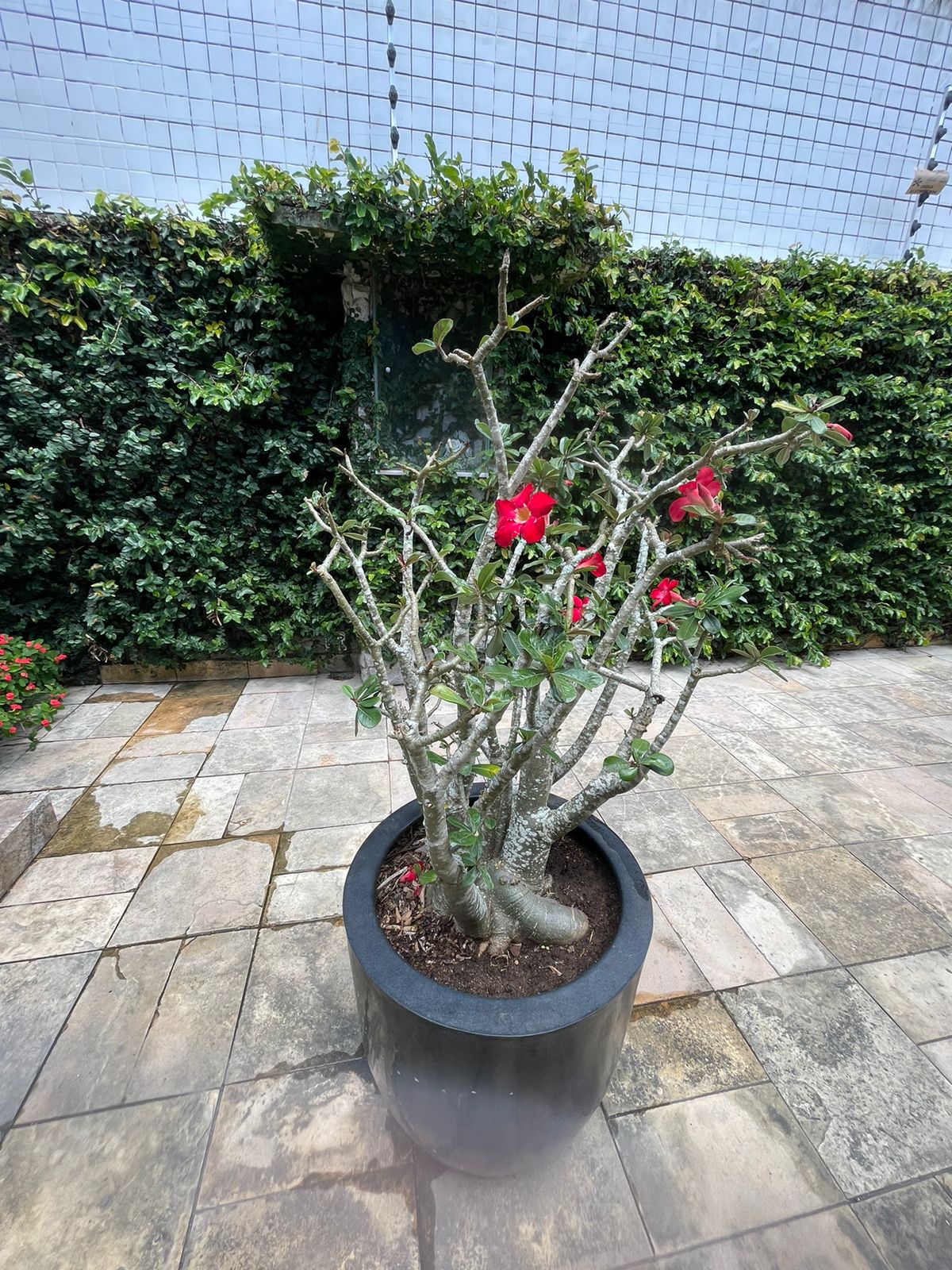 PROJETO-FENIX-PHOTPS (8)